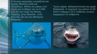 Ο λευκός καρχαρίας ονομάζεται και
λευκός θάνατος αλλά και
«Σπρίλιος». Φτάνει σε μήκος τα 8
μέτρα και το βάρος του τα 2.240
κιλά.Ζει στα νερά της Νότιας
Αφρικής, στην Ωκεανία , στην
Ιαπωνία. Ζει και στη Μεσόγειο
θάλασσα.
Τρώει ψάρια, θαλασσοπούλια και μικρά
θηλαστικά. Η ταχύτητά του φτάνει τα 55
km/h.Υπάρχουν 272 επιθέσεις λευκών
καρχαριών σε άνθρωπο.
 