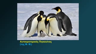 Αυτοκρατορικός Πιγκουίνος
(της Μ. Μ.)
 