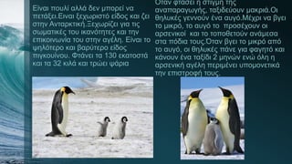 Είναι πουλί αλλά δεν μπορεί να
πετάξει.Ειναι ξεχωριστό είδος και ζει
στην Ανταρκτική.Ξεχωρίζει για τις
σωματικές του ικανότητες και την
επικοινωνία του στην αγέλη. Είναι το
ψηλότερο και βαρύτερο είδος
πιγκουίνου. Φτάνει τα 130 εκατοστά
και τα 32 κιλά και τρώει ψάρια
Όταν φτάσει η στιγμή της
αναπαραγωγής, ταξιδεύουν μακριά.Οι
θηλυκές γεννούν ένα αυγό.Μέχρι να βγει
το μικρό, το αυγό το προσέχουν οι
αρσενικοί και το τοποθετούν ανάμεσα
στα πόδια τους.Όταν βγει το μικρό από
το αυγό, οι θηλυκές πάνε για φαγητό και
κάνουν ένα ταξίδι 2 μηνών ενώ όλη η
αρσενική αγέλη περιμένει υπομονετικά
την επιστροφή τους.
 