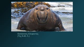Θαλάσσιος Ελεφαντας
(Της Ά-Μ. Λ.)
 