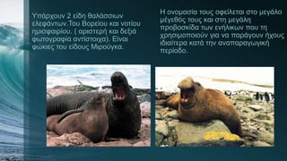 Υπάρχουν 2 είδη θαλάσσιων
ελεφάντων.Του Βορείου και νοτίου
ημισφαιρίου. ( αριστερή και δεξιά
φωτογραφία αντίστοιχα). Είναι
φώκιες του είδους Μιρούγκα.
Η ονομασία τους οφείλεται στο μεγάλο
μέγεθός τους και στη μεγάλη
προβοσκίδα των ενήλικων που τη
χρησιμοποιούν για να παράγουν ήχους
ιδιαίτερα κατά την αναπαραγωγική
περίοδο.
 