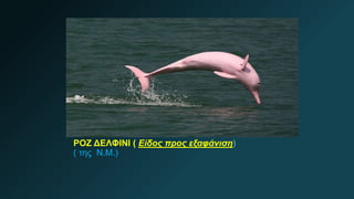 ΡΟΖ ΔΕΛΦΙΝΙ ( Είδος προς εξαφάνιση)
( της Ν.Μ.)
 
