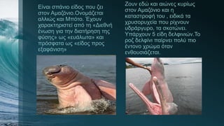 Είναι σπάνιο είδος που ζει
στον Αμαζόνιο.Ονομάζεται
αλλιώς και Μπότο. Έχουν
χαρακτηριστεί από τη «Διεθνή
ένωση για την διατήρηση της
φύσης» ως «ευάλωτα» και
πρόσφατα ως «είδος προς
εξαφάνιση»
Ζουν εδώ και αιώνες κυρίως
στον Αμαζόνιο και η
καταστροφή του , ειδικά τα
χρυσορυχεία που ρίχνουν
υδράργυρο, τα σκοτώνει.
Υπάρχουν 5 είδη δελφινιών.Το
ροζ δελφίνι παίρνει πολύ πιο
έντονο χρώμα όταν
ενθουσιάζεται.
 