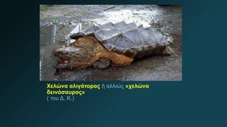 Χελώνα αλιγάτορας ή αλλιώς «χελώνα
δεινόσαυρος»
( του Δ. Κ.)
 