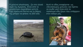 Η χελώνα αλιγάτορας , ζει στα γλυκά
νερά της Αμερικής. Είναι από τα
μεγαλύτερα σαρκοβόρα ερπετά.
Εχει πριονωτά δόντια και το βάρος
της μπορεί να φτάσει τα 200 κιλά.
Αυτό το είδος αναφέρεται ως
«δεινόσαυρος χελώνα» και πρέπει
να σωθεί γιατί είναι από τα
παλιότερα είδη ζώων που υπάρχουν
στον κόσμο μας.
 