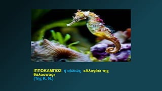 ΙΠΠΟΚΑΜΠΟΣ ή αλλιώς «Αλογάκι της
θάλασσας»
(Της Κ. Ν.)
 