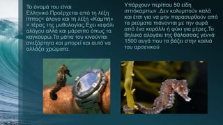 Το όνομά του είναι
Ελληνικό.Προέρχεται από τη λέξη
ίππος= άλογο και τη λέξη «Καμπή»
= τέρας της μυθολογίας.Εχει κεφάλι
αλόγου αλλά και μάρσιπο όπως τα
καγκουρώ.Τα μάτια του κινούνται
ανεξάρτητα και μπορεί και αυτό να
αλλάζει χρώματα.
Υπάρχουν περίπου 50 είδη
ιππόκαμπων .Δεν κολυμπούν καλά
και έτσι για να μην παρασυρθούν από
τα ρεύματα πιάνονται με την ουρά
από ένα κοράλλι ή φύκι για μέρες.Το
θηλυκό αλογάκι της θάλασσας γεννά
1500 αυγά που τα βάζει στην κοιλιά
του αρσενικού
 