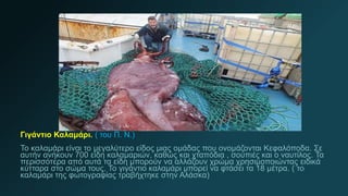 Γιγάντιο Καλαμάρι. ( του Π. Ν.)
Το καλαμάρι είναι το μεγαλύτερο είδος μιας ομάδας που ονομάζονται Κεφαλόποδα. Σε
αυτήν ανήκουν 700 είδη καλαμαριών, καθώς και χταπόδια , σουπιές και ο ναυτίλος. Τα
περισσότερα από αυτά τα είδη μπορούν να αλλάζουν χρώμα χρησιμοποιώντας ειδικά
κύτταρα στο σώμα τους. Το γιγάντιο καλαμάρι μπορεί να φτάσει τα 18 μέτρα. ( το
καλαμάρι της φωτογραφίας τραβήχτηκε στην Αλάσκα)
 