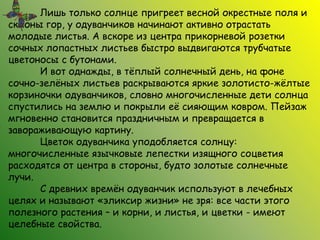 Лишь только солнце пригреет весной окрестные поля и
склоны гор, у одуванчиков начинают активно отрастать
молодые листья. А вскоре из центра прикорневой розетки
сочных лопастных листьев быстро выдвигаются трубчатые
цветоносы с бутонами.
И вот однажды, в тёплый солнечный день, на фоне
сочно-зелёных листьев раскрываются яркие золотисто-жёлтые
корзиночки одуванчиков, словно многочисленные дети солнца
спустились на землю и покрыли её сияющим ковром. Пейзаж
мгновенно становится праздничным и превращается в
завораживающую картину.
Цветок одуванчика уподобляется солнцу:
многочисленные язычковые лепестки изящного соцветия
расходятся от центра в стороны, будто золотые солнечные
лучи.
С древних времён одуванчик используют в лечебных
целях и называют «эликсир жизни» не зря: все части этого
полезного растения – и корни, и листья, и цветки - имеют
целебные свойства.
 