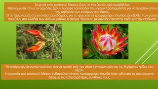 Τα φυτά ενός τροπικού δάσους ζουν σε ένα ζεστό υγρό περιβάλλον.
Κάποια φυτά, όπως οι ορχιδέες έχουν όμορφα λουλούδια που έχουν προσαρμοστεί για να προσελκύσουν
την αφθονία των εντόμων στο δάσος.
Ο ανταγωνισμός στο επίπεδο του εδάφους για το φως και τα τρόφιμα έχει οδηγήσει σε εξέλιξη των φυτών
που ζουν στα κλαδιά των άλλων φυτών, ή ακόμα "πνίγουν" μεγάλα δέντρα στην πάλη για την επιβίωση.
Τα εναέρια φυτά συγκεντρώνουν συχνά τροφή από τον αέρα χρησιμοποιώντας τις λεγόμενες «ρίζες του
αέρα».
Η υγρασία του τροπικού δάσους ενθαρρύνει τέτοιες προσαρμογές που θα ήταν αδύνατο σε πιο εύκρατα
δάση με τις πολύ ξηρότερες συνθήκες τους.
 