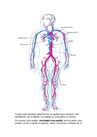 Το αίμα, μέσω αρτηριών, οδηγείται από την καρδιά στους πνεύμονες. Εκεί
απαλλάσσεται από το διοξείδιο του άνθρακα και εμπλουτίζεται με οξυγόνο.
Στη συνέχεια, μέσω φλεβών, επιστρέφει στην καρδιά. Από εκεί ωθείται μέσω
αρτηριών σε όλα τα σημεία του σώματος. Αφήνει στα κύτταρα το οξυγόνο και τις
 