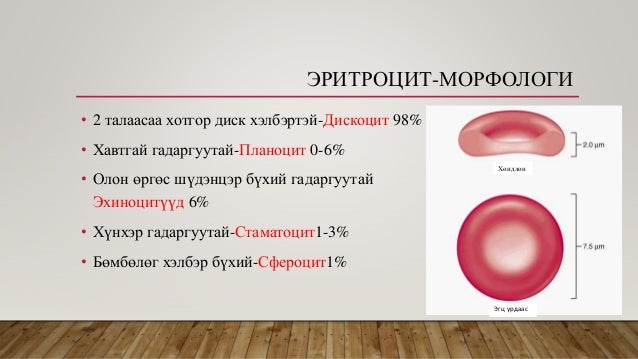 Эритроцит