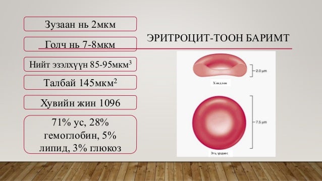 Эритроцит