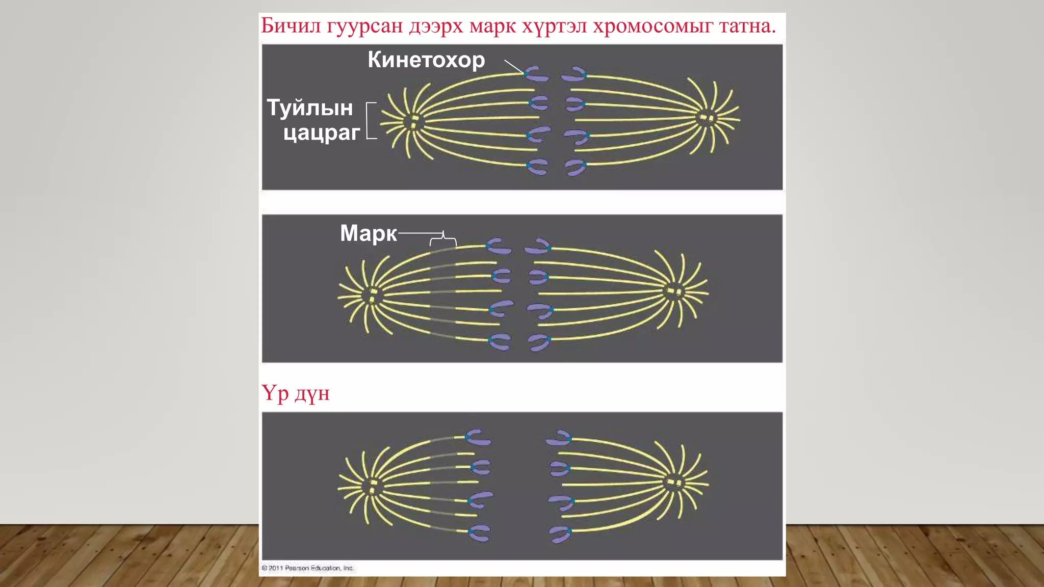 Эсийн хуваагдал | PPT
