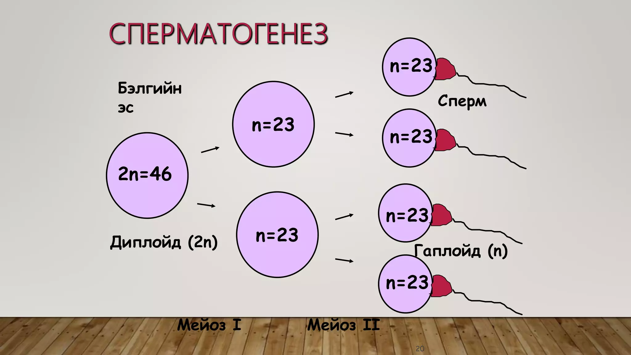 Эсийн хуваагдал | PPT