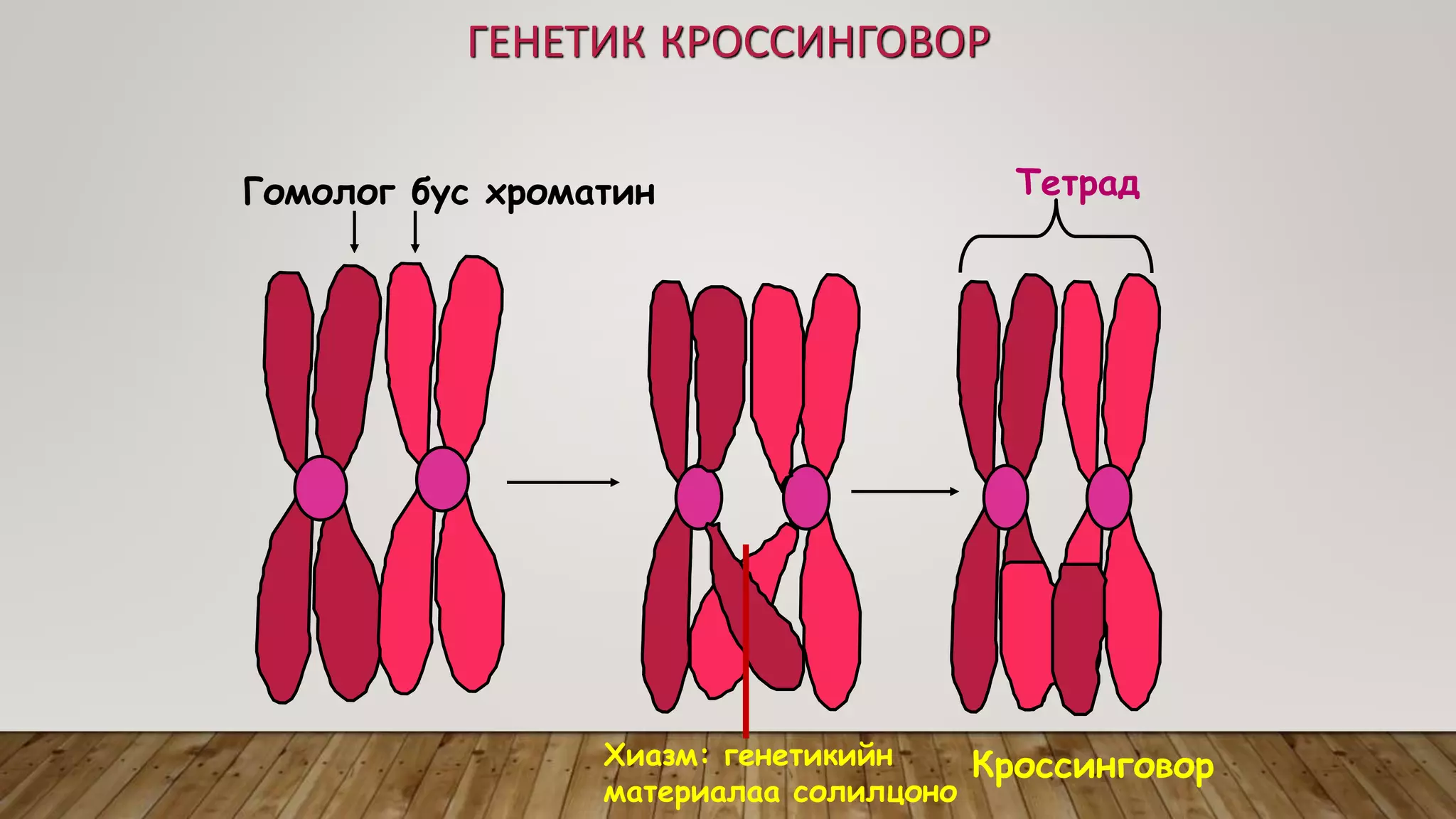 Эсийн хуваагдал | PPT