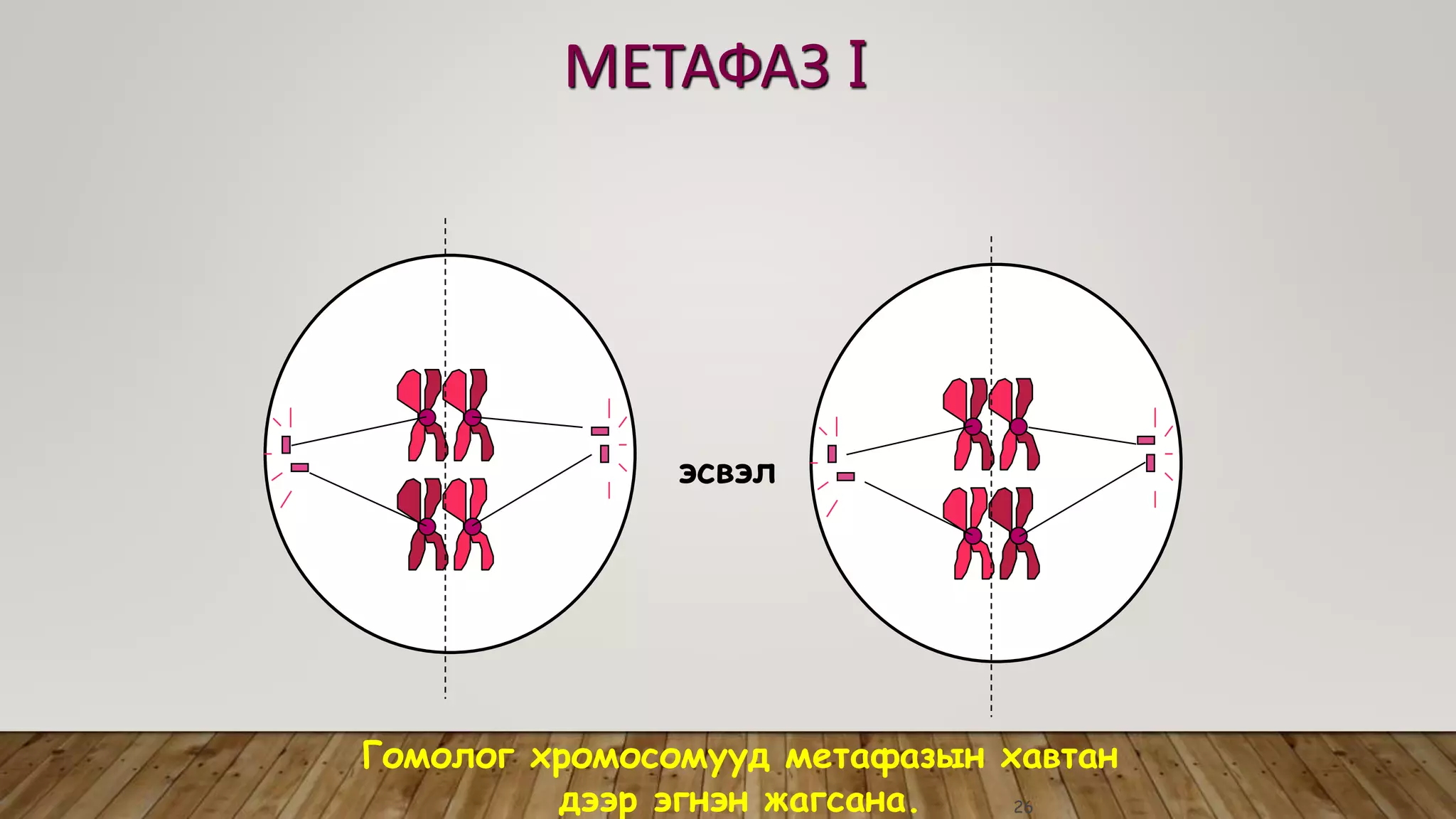 Эсийн хуваагдал | PPT