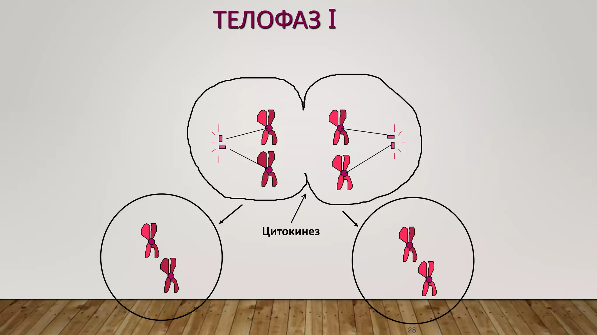 Эсийн хуваагдал | PPT