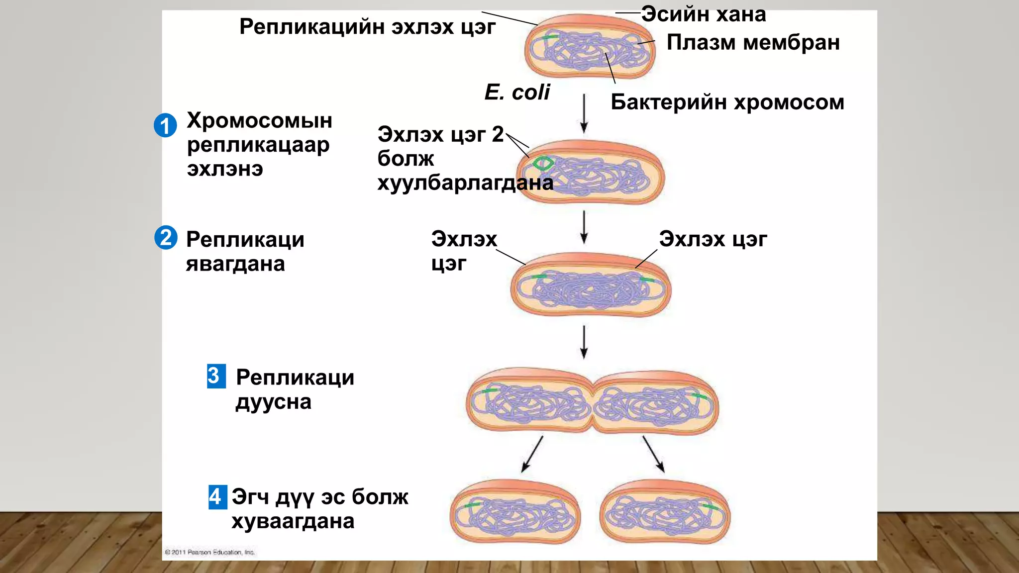 Эсийн хуваагдал | PPT