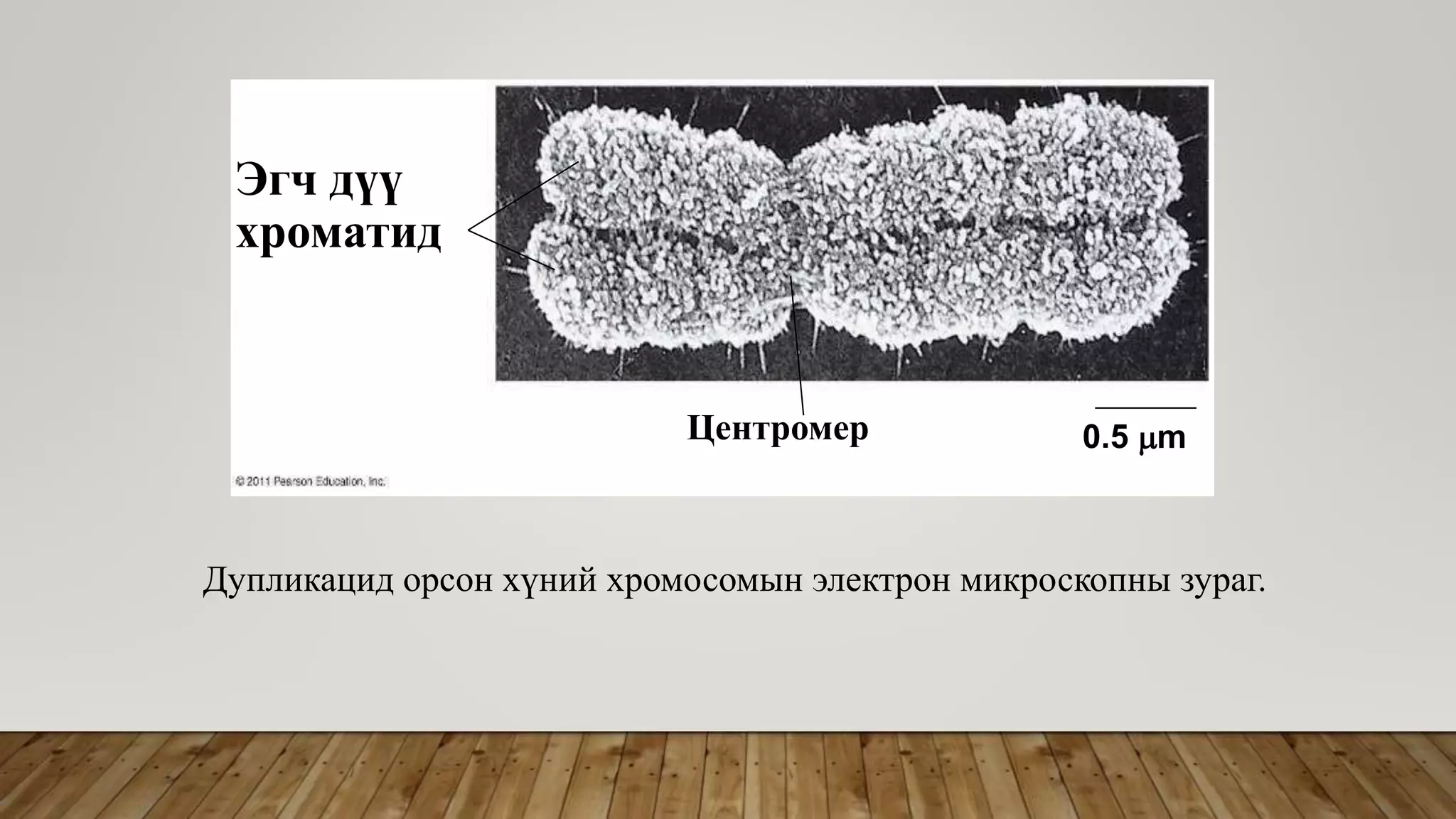 Эсийн хуваагдал | PPT