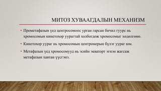 Эсийн хуваагдал | PPT