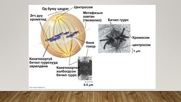Эсийн хуваагдал