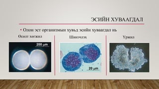 Эсийн хуваагдал | PPT