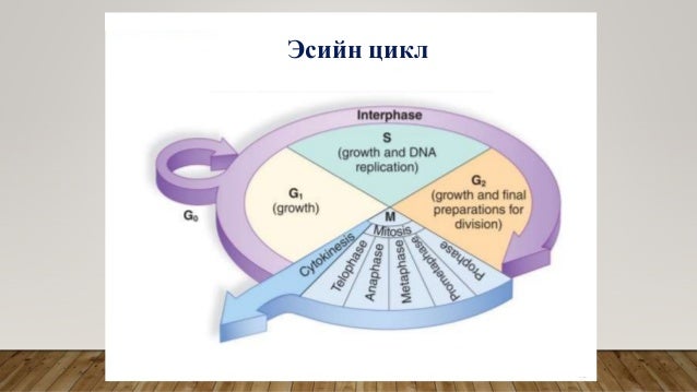 Эсийн хуваагдал