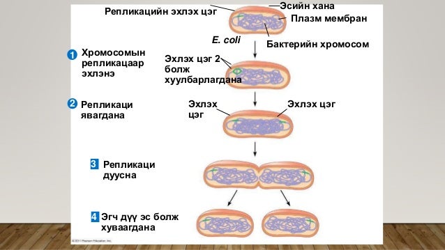 Эсийн хуваагдал