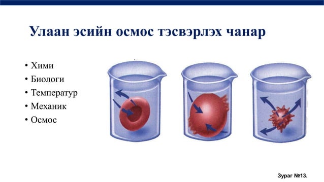 цусны физиологи | PPT
