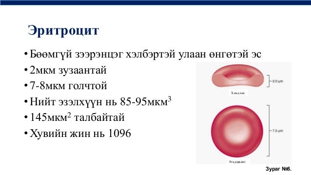 цусны физиологи