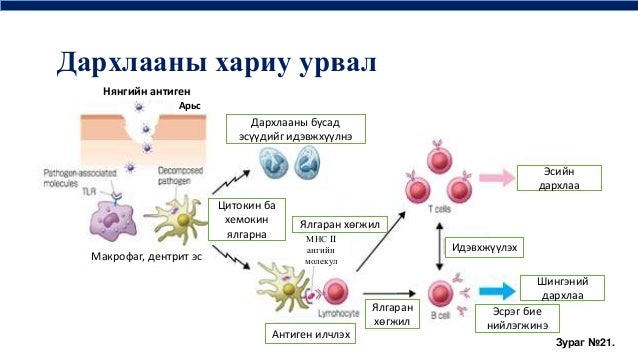 цусны физиологи