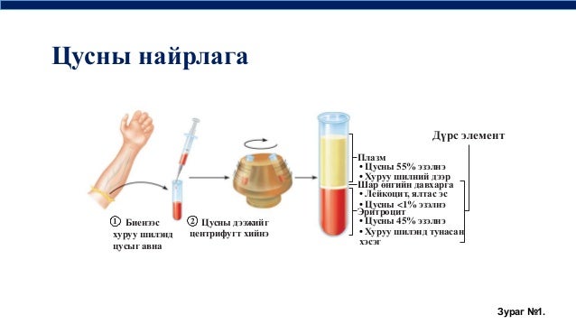 цусны физиологи