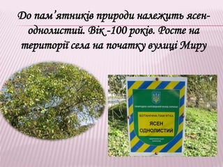 До пам’ятників природи належить ясен-
однолистий. Вік -100 років. Росте на
території села на початку вулиці Миру
 