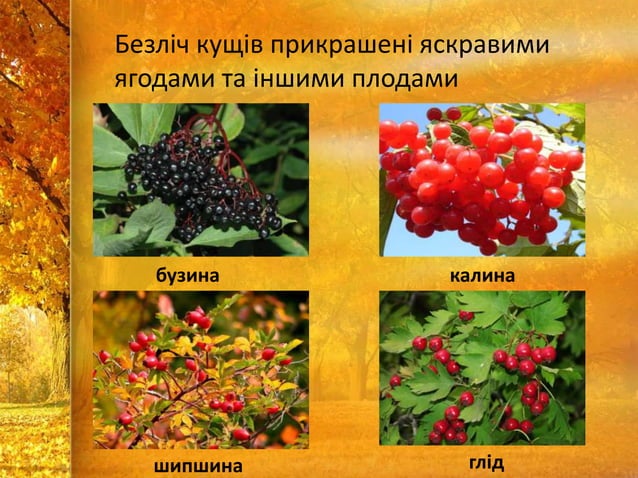 Осінь. Осінні зміни в природі | PPT