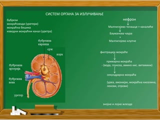 Дисање, варење, излучивање | PPT