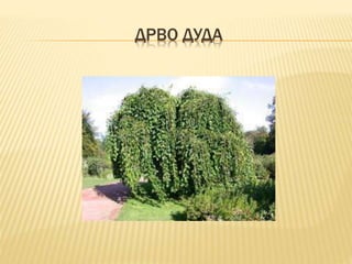 Oбласти Србије, Војводина | PPT