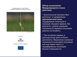 В Беларуси, в 2017 году
вертлявая камышевка была
выбрана птицей-символом
Дрогичинского района
Брестской области
 