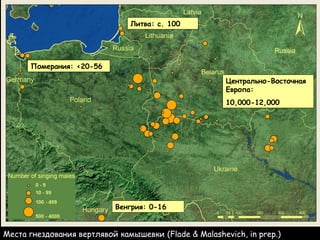 В настоящее время в Беларуси осталось
3 ключевых места гнездования
вертлявой камышевки: болота Званец,
Споровское и Дикое,...