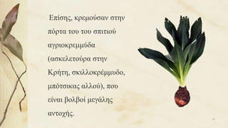 Επίσης, κρεμούσαν στην
πόρτα του του σπιτιού
αγριοκρεμμύδα
(ασκελετούρα στην
Κρήτη, σκιλλοκρέμμυδο,
μπότσικας αλλού), που
είναι βολβοί μεγάλης
αντοχής.
63
 