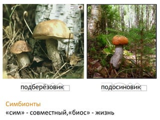 Симбионты
«сим» - совместный,«биос» - жизнь
 