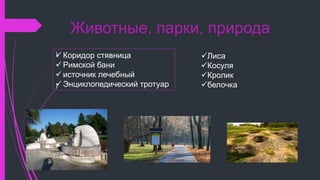 Животные, парки, природа
 Коридор cтявница
 Римской бани
 источник лечебный
 Энциклопедический тротуар
)
)
Лиса
Косуля
Кролик
белочка
 