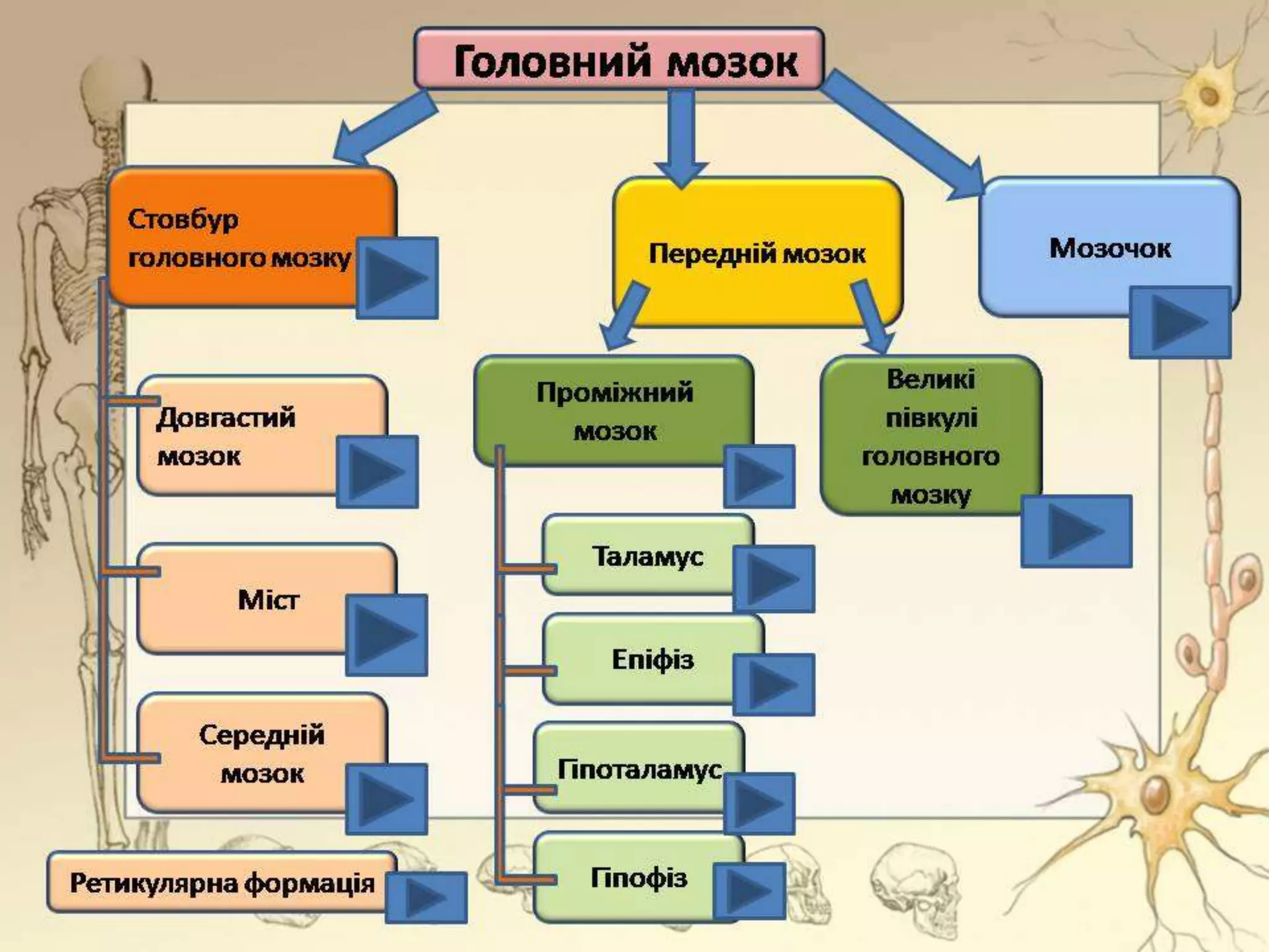 Головний мозок
Стовбур мозку
Довгастий
мозок
Міст
Середній
мозок
Передній мозок
Мозочок
Проміжний
мозок
Схема будови
 