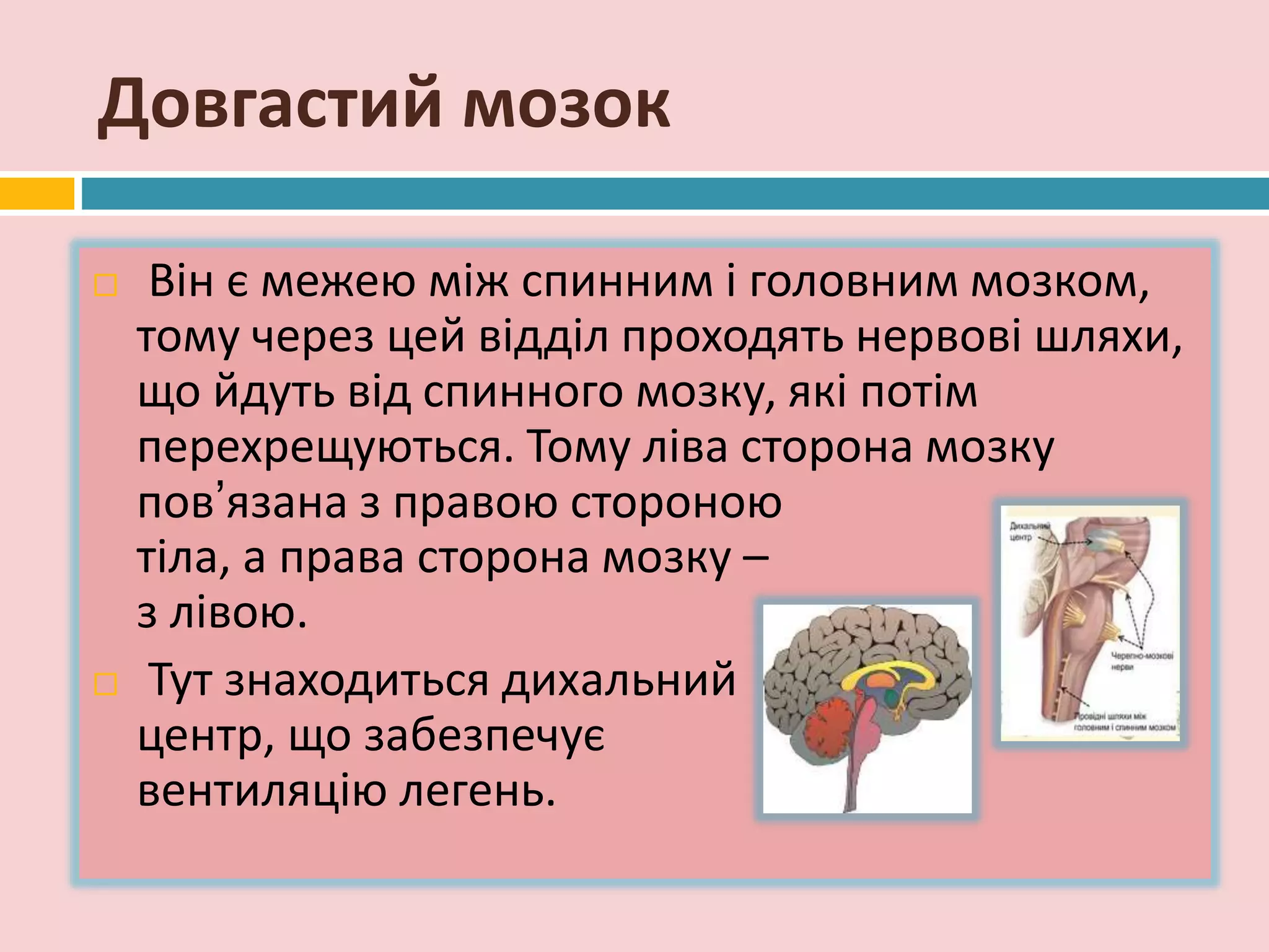Довгастий мозок
 Він є межею між спинним і головним мозком,
тому через цей відділ проходять нервові шляхи,
що йдуть від спинного мозку, які потім
перехрещуються. Тому ліва сторона мозку
пов’язана з правою стороною
тіла, а права сторона мозку –
з лівою.
 Тут знаходиться дихальний
центр, що забезпечує
вентиляцію легень.
 
