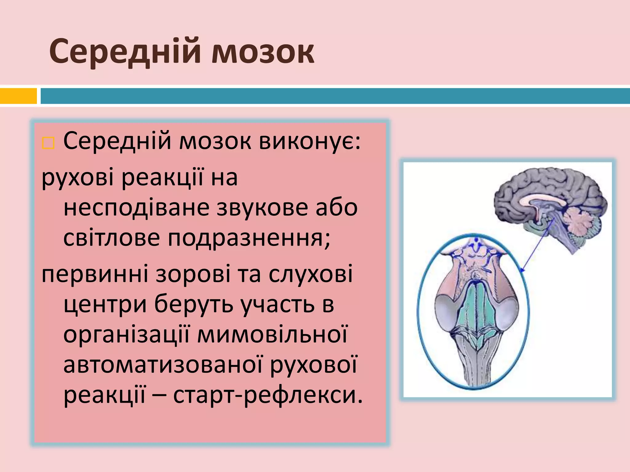 Середній мозок
 Середній мозок виконує:
рухові реакції на
несподіване звукове або
світлове подразнення;
первинні зорові та слухові
центри беруть участь в
організації мимовільної
автоматизованої рухової
реакції – старт-рефлекси.
 