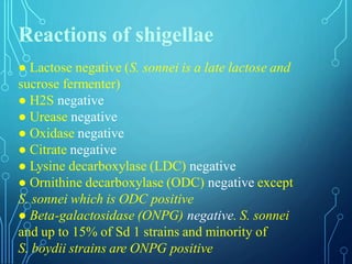 Reactions of shigellae
● Lactose negative (S. sonnei is a late lactose and
sucrose fermenter)
● H2S negative
● Urease negative
● Oxidase negative
● Citrate negative
● Lysine decarboxylase (LDC) negative
● Ornithine decarboxylase (ODC) negative except
S. sonnei which is ODC positive
● Beta-galactosidase (ONPG) negative. S. sonnei
and up to 15% of Sd 1 strains and minority of
S. boydii strains are ONPG positive
 
