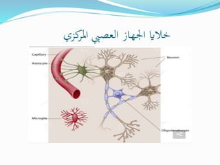 ‫كزي‬
‫املر‬ ‫العصيب‬ ‫اجلهاز‬ ‫خالاي‬
 