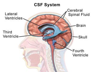 Ventricles of the Human Brain –
Contain Cerebral Spinal Fluid (CSF)
 