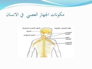 ‫االنسان‬ ‫يف‬ ‫العصيب‬ ‫اجلهاز‬ ‫مكوانت‬
 