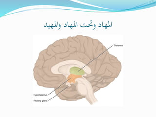 ‫املهيد‬‫و‬ ‫املهاد‬ ‫وحتت‬ ‫املهاد‬
 